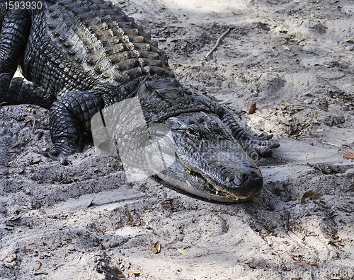 Image of Alligator