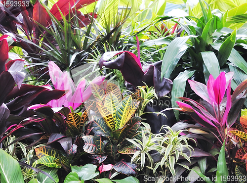 Image of Tropical Plants