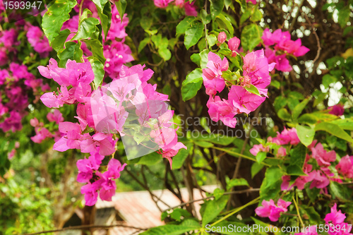 Image of beautiful pink flowers in the garden