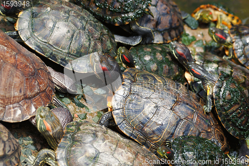 Image of tortoises crowded together