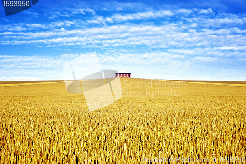 Image of old house in the field of wheat