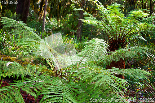 Image of ferns in the rainforest