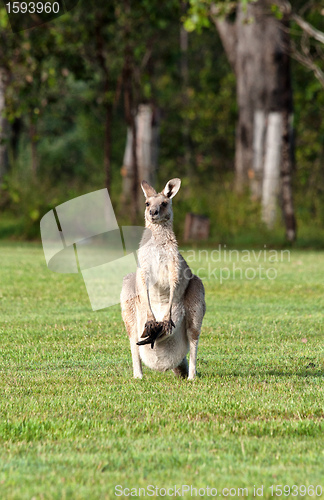 Image of eastern grey kangaroos