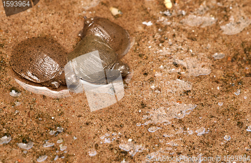 Image of young tortoises