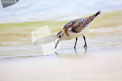 Image of Mockingbird on Tortuga bay