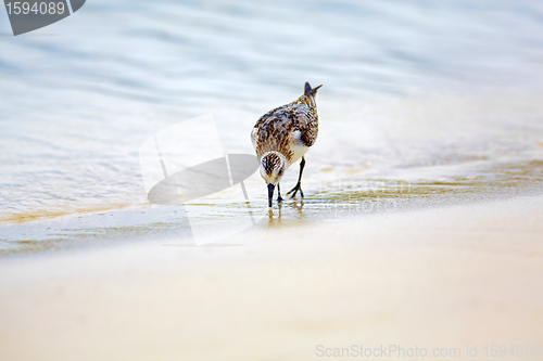 Image of Mockingbird on Tortuga bay