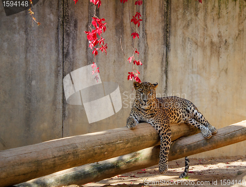 Image of Leopard (Panthera pardus) lying on the tree