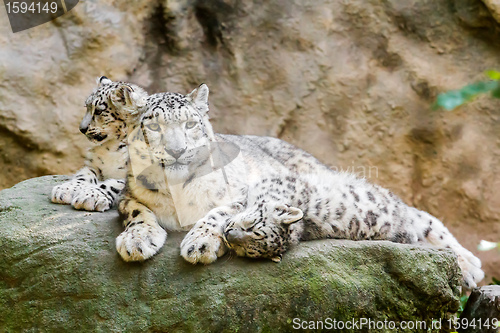 Image of lying family of Snow Leopard