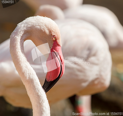 Image of Portrait of very nice great flamingo 