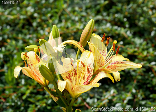 Image of yellow lily in bloom
