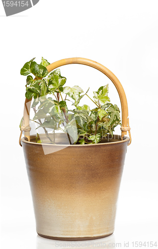 Image of houseplants in flower pot