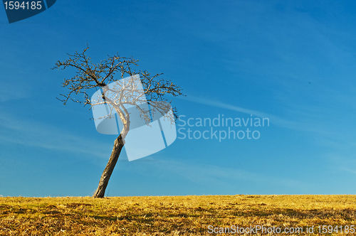 Image of  tree with blue sky and brown land