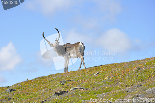 Image of Reindeer