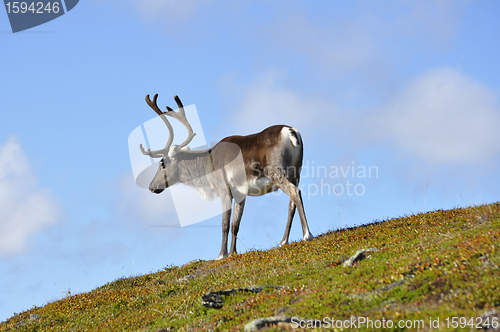 Image of Reindeer