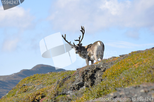 Image of Reindeer