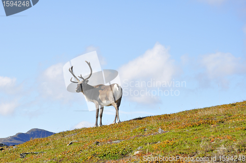 Image of Reindeer