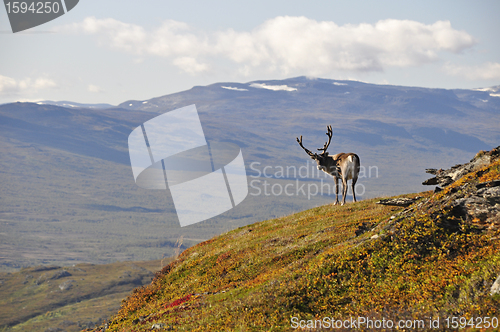 Image of Reindeer