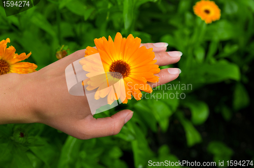 Image of Flower on Hand