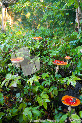 Image of Fly agaric mushrooms