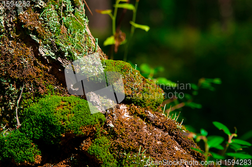 Image of Moss On Tree