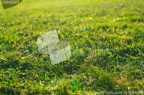 Image of green grass