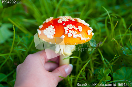 Image of Fly agaric mushroom