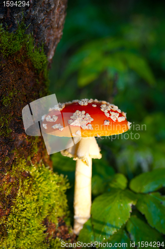 Image of Fly agaric mushroom