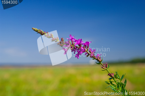 Image of violet flower