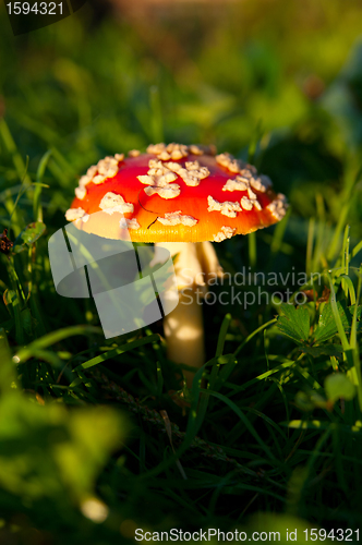 Image of Fly agaric mushroom