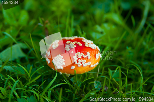 Image of Fly agaric mushroom