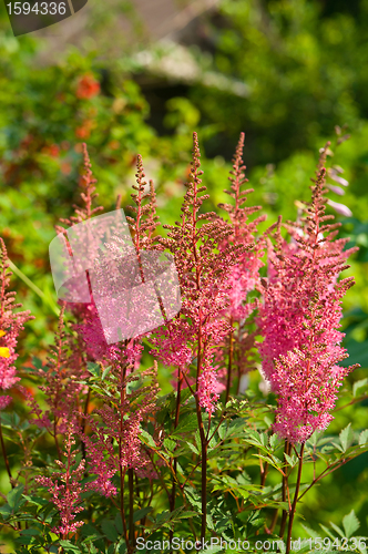 Image of Pink astilbe flowers