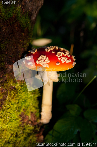 Image of Fly agaric mushroom