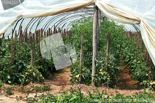 Image of Growing tomatoes