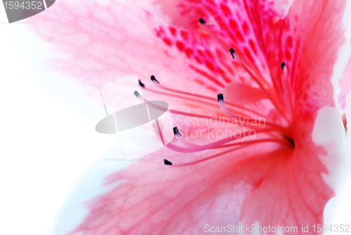 Image of Pink Azalea flower