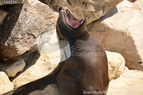 Image of sea lion