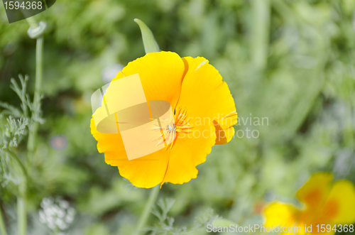 Image of yellow flower