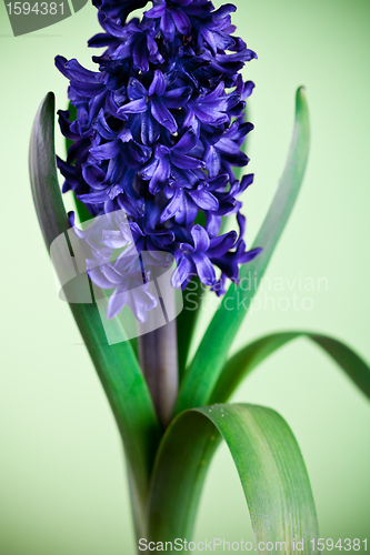 Image of blue hyacinth on green