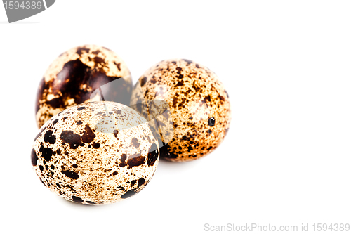 Image of three quail eggs