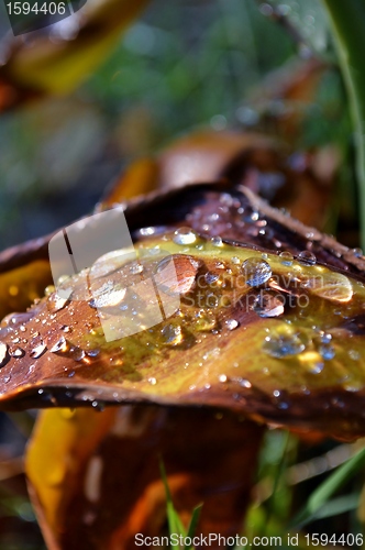 Image of Raindrops on lily leaf