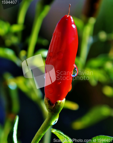 Image of Red Chilli Pepper