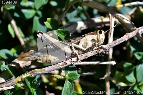 Image of Big Grass Hopper