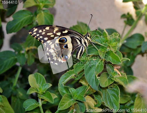 Image of Big Butterfly