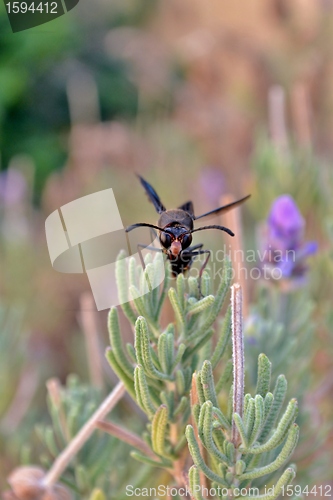 Image of Potter Wasp