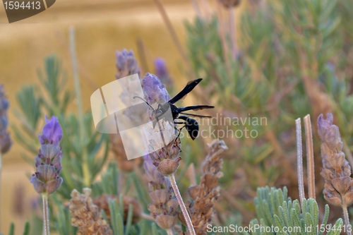 Image of Potter Wasp