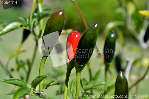 Image of Red Chilli Pepper