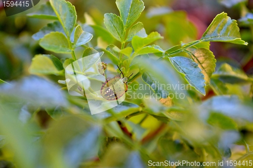 Image of Stink Bug