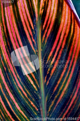 Image of lily leaf