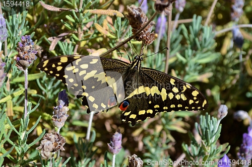 Image of Big Butterfly