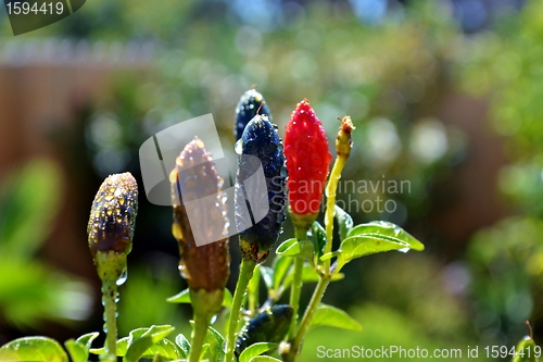 Image of Red Chilli Pepper