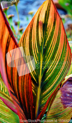 Image of lily leaf